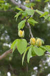 Cucumber tree